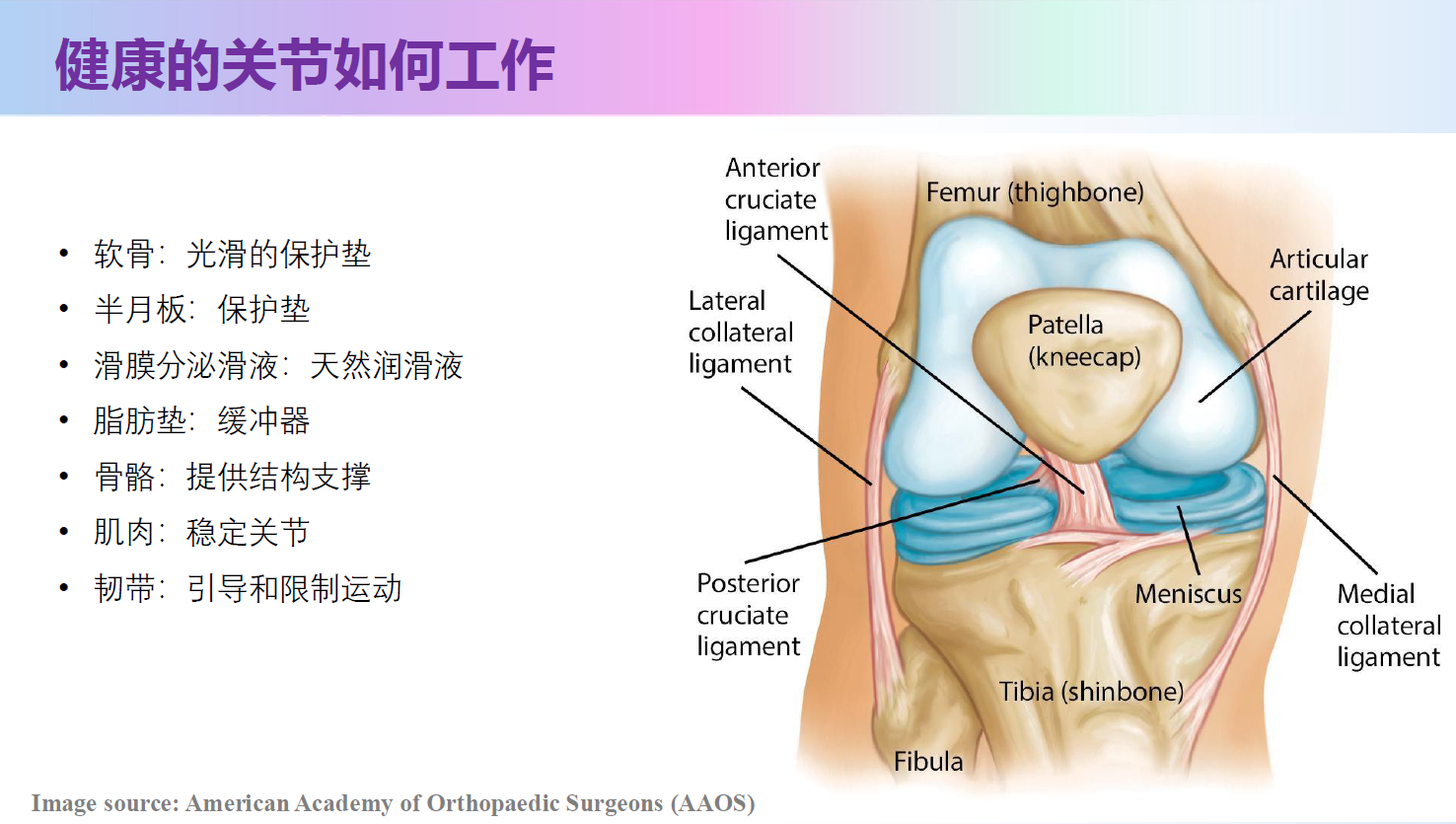 健康膝关节的结构与功能示意图